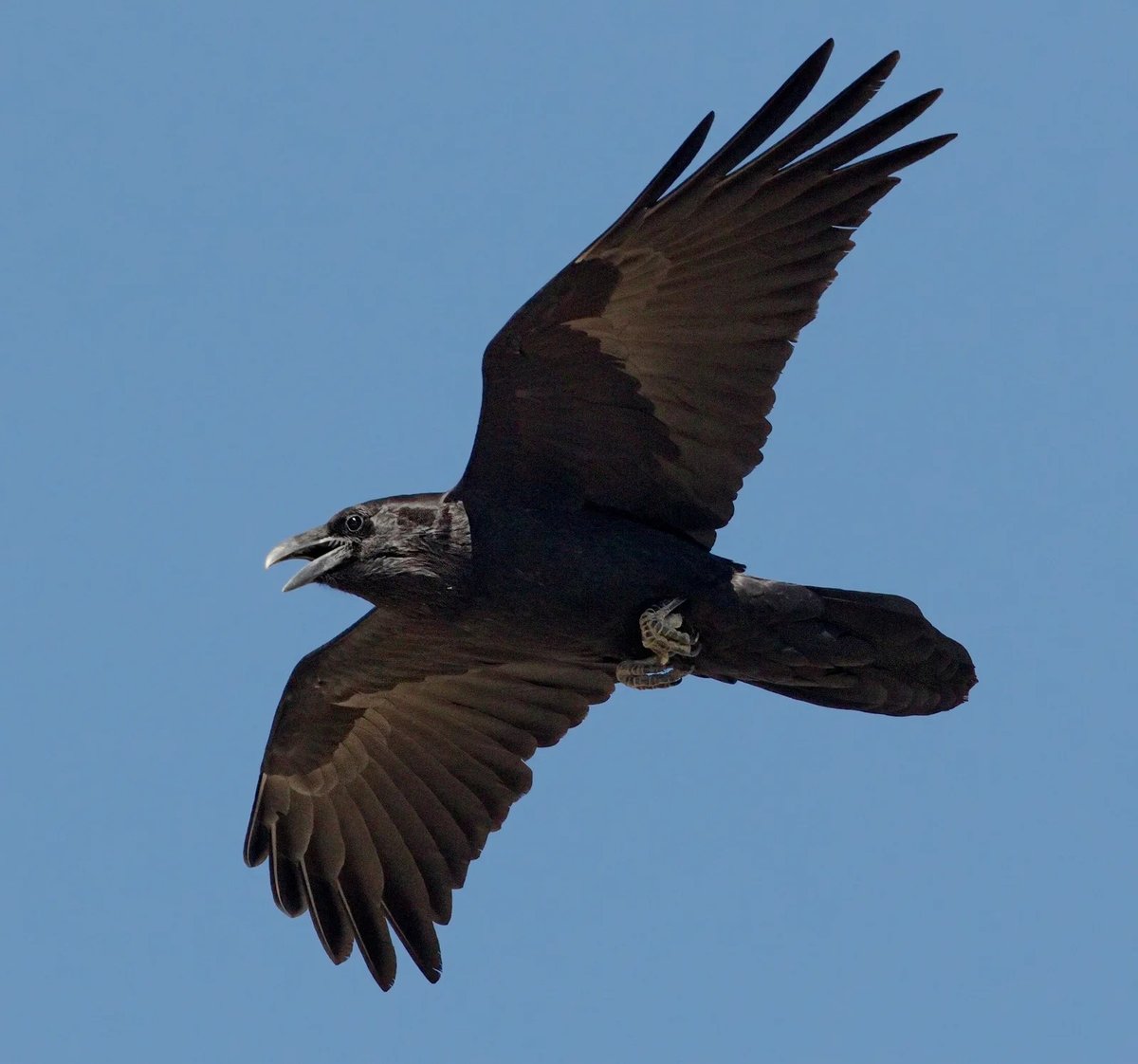 Raven Legs: Understanding the Signs, Causes, and Effective Treatment